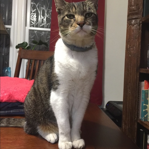 PSA : My Furry Friends - Picture 8 of 12